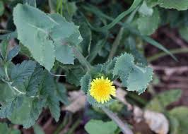Image result for Sonchus oleraceus
