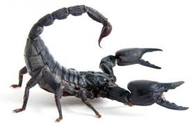 Memimpikan kalajengking dan disengat olehnya, adalah pertanda penyakit. Arti Mimpi Kalajengking Banyuwangi Terkini