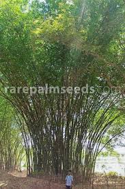 Image result for Bambusa