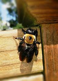 They mostly feed on tomato, black cherry. Should You Worry About Carpenter Bees Raleigh Pest Control