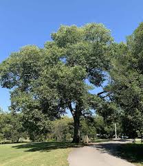 Image result for Alchornea occidentalis