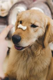 Is It Okay To Give My Dog A Bone Which Bones Are Safe For Dogs Dogtime Dogs Dog Obedience Dog Friends
