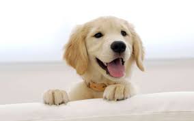 Golden retriever puppies are sooooo cute. Cute Golden Retriever Puppies Free Wallpapers In Hd Desktop Background