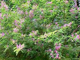 Image result for Indigofera mimosoides