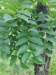 Image result for Secamone stuhlmannii