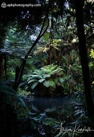 Deep In The New Zealand Jungle Of Pukekura Park New Plymouth Green Tree Ferns And Forest Reflect An Emerald Environment In Sti Jungle Scene Jungle Art Nature