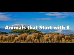 Let's draw the eagle ray now. Animals Starting With E Youtube