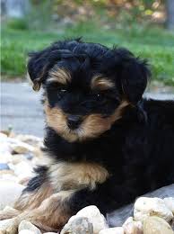 We did not find results for: 30 Yorkies Mixed With Poodle The Paws