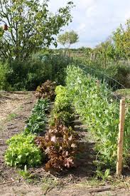 L Epinard Est Un Legume Facile A Cultiver Au Potager Quand Et Comment Semer Les Epinards Les Cultiver Les Recolter Decouvrez Le Potager Cultiver Jardins