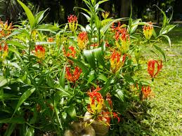 Image result for Gloriosa sessiliflora