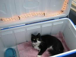 The second door could also come in handy if another animal were to try to attack a cat holed up in the pet let me know your thoughts about outdoor cat shelters for multiple cats in the comments. 12 Diy Outdoor Cat House Ideas For Winters Diy Feral Cat Shelters