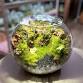 Terrarium Exhibition: A Small Natural World Adding event image