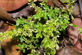 Image result for Pilea microphylla