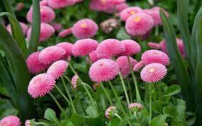This plant likes sun with afternoon shade, prefers cool temperatures, as well as cool, moist, fertile soil. Hd Wallpaper Flower Pink Daisy Monterosa Bellis Perennis Perennials Plants Wallpaper High Resolution 3840 2400 Wallpaper Flare
