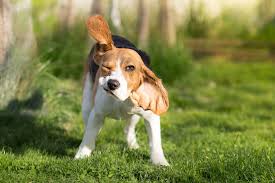 Cats with middle ear polyps can be presented with wax buildup, ear scratching, and head shaking. Head Shaking In Pets It May Be An Ear Thing