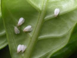 Learn how to grow and care for this succulent plant at houseplant411.com. Gardenia Insects Related Pests Home Garden Information Center