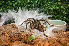 Naturalist Michael Marchiano- Spiders
