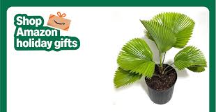 Image result for Licuala grandis