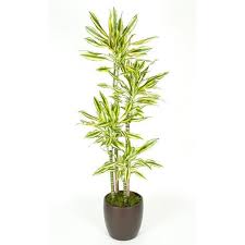 Image result for Dracaena steudneri