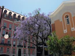 Resultado de imagem para fotos ou imagens da SNBA em Lisboa em frente à Cinemateca