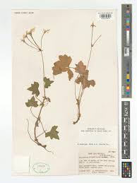 Image result for Pelargonium alchemilloides