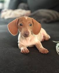 Daniel Cruz (@vegawins) · Sacramento, CA