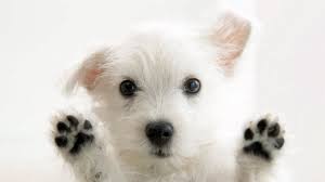 La fecha quiere ayudar a las adopciones de canes y también pretende ser un homenaje a estos animales, por su lealtad incondicional y su. 21 De Julio Dia Mundial Del Perro La Neta Noticias