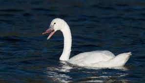 Image result for Copper Chestnut 2012 Cygnet