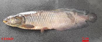 Image result for Heterotis