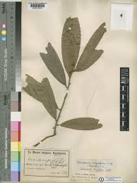 Image result for Uvariodendron