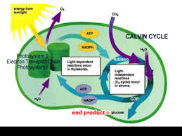 Check spelling or type a new query. Cellular Respiration Photosynthesis Chris Pryor Screen 2 On Flowvella Presentation Software For Mac Ipad And Iphone