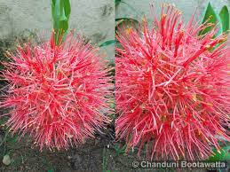 Image result for Scadoxus cinnabarinus