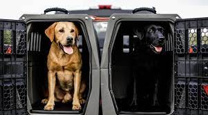Make sure that the crate is securely fastened in one place. Best Dog Crates For Cars Crash Tested Crates Carriers 2020 Reviews