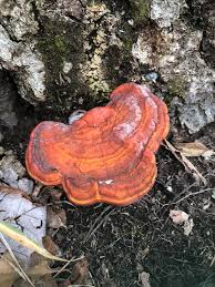Image result for Ganoderma curtisii