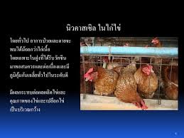 วัคซีนรวมนิวคาสเซิลและหลอดลมอักเสบติดต่อในไก่ (newcastle and infectious bronchitis vaccine). Ppt à¸™ à¸§à¸„à¸²à¸ªà¹€à¸‹ à¸¥ à¹„à¸›à¸– à¸‡à¹„à¸«à¸™à¸ à¸™à¹à¸¥ à¸§ Powerpoint Presentation Id 3180371