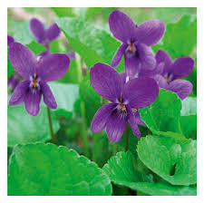 Image result for Violaceae