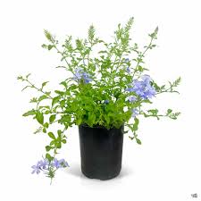 Image result for Plumbago ituriensis