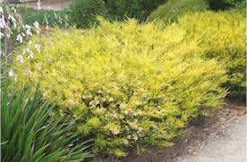 To learn more please watch the video. Coleonema Pulchellum Sunset Gold Slo Botanical Garden