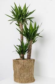 100 Hand Woven Hemp Basket Poco Size Jan Plant Decor Indoor Plant Basket Hand Weaving