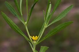 Image result for Geigeria filifolia