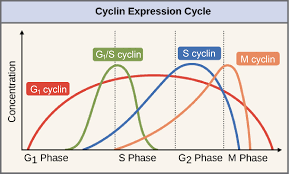 Check spelling or type a new query. Cell Cycle Regulators Article Khan Academy