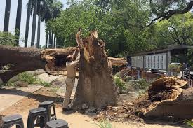 Sube a 111 el número de muertos por tormenta y fuertes vientos al norte de India