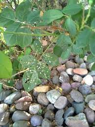 Check spelling or type a new query. Pin By Heritage Lawns Irrigation On Tree And Shrub Diseases Garden Flower Beds Garden Pests Garden Plants