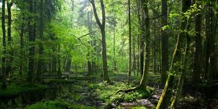 Antara manfaat inovasi dalam kehidupan adalah ia membantu meningkatkan kualiti hidup manusia sejagat. Manfaat Keanekaragaman Hayati Bagi Kehidupan Bantu Jaga Stabilitas Iklim Bumi Merdeka Com