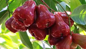 Demikian cara mudah menanam buah delima dalam pot agar cepat berbuah. Cara Menanam Jambu Air Dalam Pot Agar Cepat Berbuah Kampustani Com