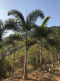 Image result for Wodyetia