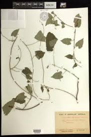 Image result for Tragia kirkiana