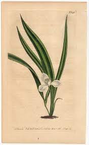 1803年 Curtis Botanical Magazine No.646 アヤメ科 キプラ属 MARICA PALUDOSA -  アンティークプリント ボタニカルアート 博物画の通販サイト Spirito di Artigiano