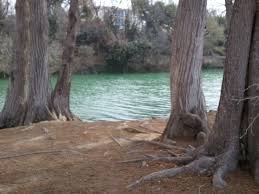 Maybe you would like to learn more about one of these? Cypress Trees Alongside The Guadalupe River In Kerrville Tx The City Was Founded By Those Who Harvested Cypress Tree Guadalupe River Cypress Trees Kerrville
