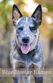 Are you looking for information about blue heeler puppies? Blue Heeler Names 200 Brilliant Ideas For Australian Cattle Dog Puppies